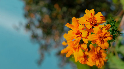yellow flower in the sun,photomontage of flowers with space for text,yellow flowers in the sky