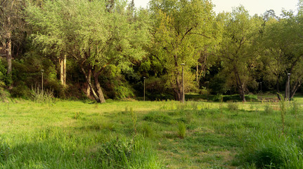 green grass in the forest.abandoned square, with space for text