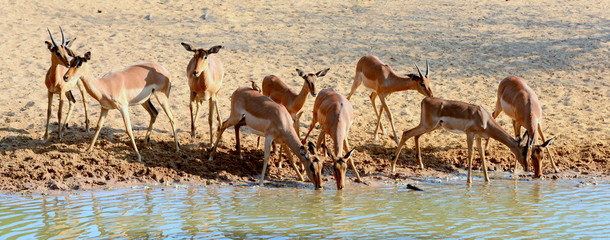 Impalas drinking
