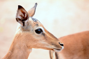 Impala female face