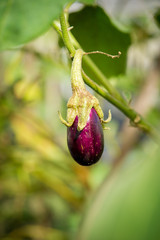 Eggplant growing on a Hydroponic Farm