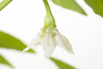 Blüte mit Lausbefall