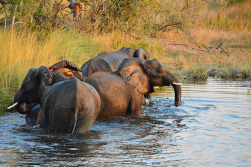 Fototapeta premium Elephants swimming