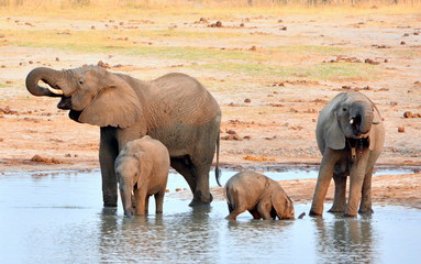 Fototapeta na wymiar Elephant herd at waterhole with a baby that cannot use its trunk to drink yet.