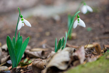 Close-up of snowdrops flowers growing among dry leaves in a garden