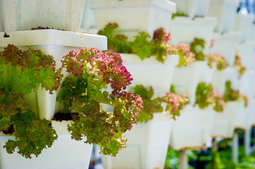 Large Scale Commercial Hydroponic Farming