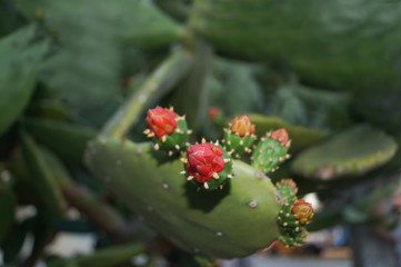 Cactus blooming and giving its tuna fruit. Close up