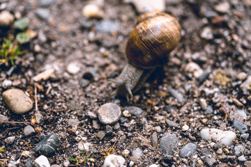 Close-up of a snail on a path during a rainy day.