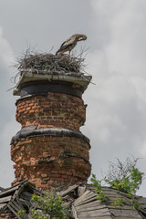 Travel to Russia. Stork on the ruined dome of the church, Summer Russia.