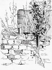 Graphic black and white hand drawn illustration of old garden hedge