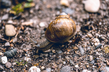 Close-up of a snail on a path during a rainy day.