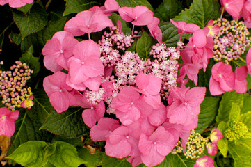 Pink hydrangea flower blooming in the garden.