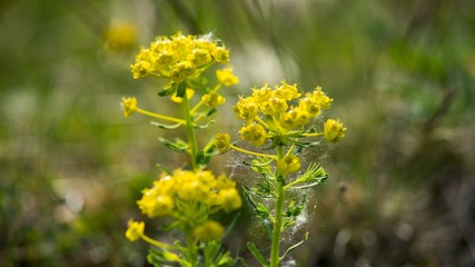 Snake milk (Euphorbia cyparissias) is a yellow-flowering poisonous perennial herb of the spurge family.