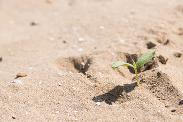 Keimling in einem Sandstrand