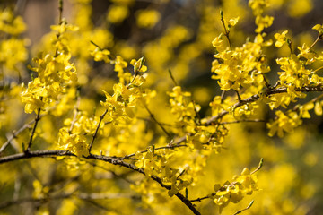 Forsythia flowers plant on spring blur background