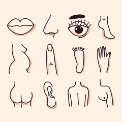 Body parts: head, lips, nose, ear, finger, pregnancy, back, leg on an isolated background. Human body black and white illustration. Concept: logo of a medical institution, education, anatomy. Vector.
