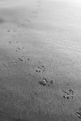 bird tracks forming a path in the sand on the beach