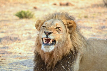 Angry lion