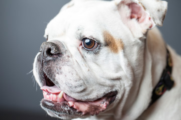 Profile of a smiling white and brown bulldog.
