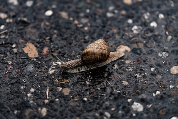 Close-up of a snail on a path during a rainy day.