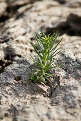 small plant on the ground