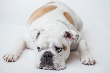 Obraz premium Bulldog laying on the floor.