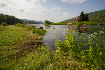 Fototapeta premium View of a lake through eupatorium plants.