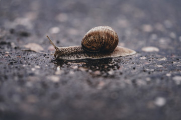 Close-up of a snail on a path during a rainy day.