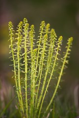 Snake milk (Euphorbia cyparissias) is a yellow-flowering poisonous perennial herb of the spurge family.