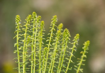 close up of a green plant