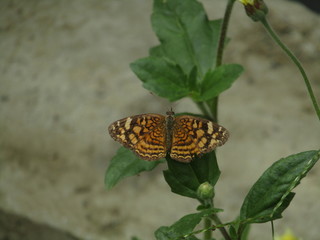 A little garden butterfly