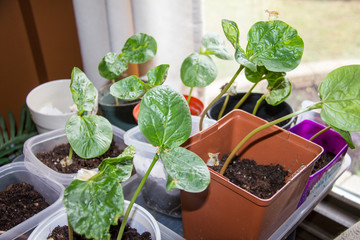 Seedlings growing toward a window.