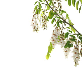 Blossoming acacia flowers on twig, branch with leaves isolated on white background, black locust, clipping path