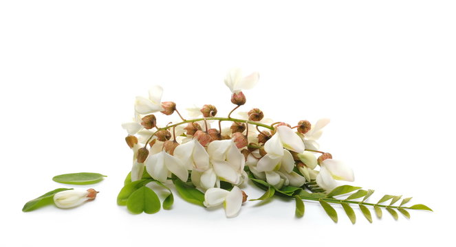 Blossoming acacia flowers on twig, branch with leaves isolated on white background, black locust