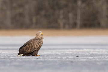 The White-tailed eagle, Haliaeetus albicilla The bird is perched on the iceberg in the sea during winter Japan Hokkaido Wildlife scene from Asia nature. Came from Kamtchatka..