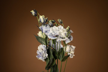 Studio Shot of Lilac Colored Light purple Eustoma Flowers Isolated on brown Background