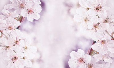 Fototapeta premium Spring banner - cherry flowers. natural floral seasonal background 