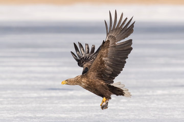 The White-tailed eagle, Haliaeetus albicilla The bird is flying in beautiful artick winter environment Japan Hokkaido Wildlife scene from Asia nature. Came from Kamtchatka..