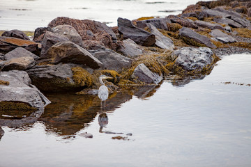 Blue Heron camoflauging in a rock pier.