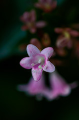 Fototapeta na wymiar Close-up of a pink flower in a garden