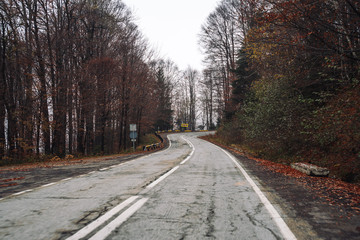 Roadway inside of forest at late fall with red foliage on the pavement