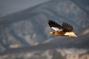 The Steller's sea eagle, Haliaeetus pelagicus  The bird is flying in beautiful artick winter environment Japan Hokkaido Wildlife scene from Asia nature. came from Kamtchatka