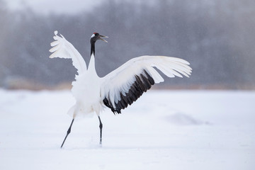 The Red-crowned crane, Grus japonensis The crane is dancing in beautiful artick winter environment Japan Hokkaido Wildlife scene from Asia nature. ..