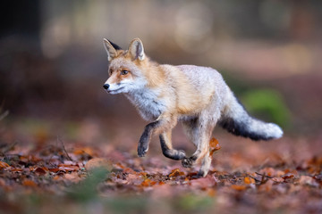 Red fox, Vulpes vulpes The mammal is running in the dark forest Europe Czech Republic Wildlife scene from Europe nature. young male..