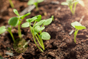 Small green shoots popped out of the ground.
