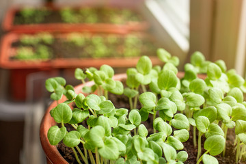 Green flower sprouts for transplanting into the ground.
