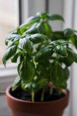 Little green basil herb plant growing in natural light in a round terracotta pot on a white windowsill.