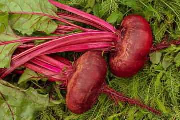 Fresh organic beets on the ground among green grass. Bright harvest.