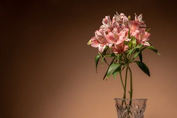 Little pink alstroemeria flowers in vase isolated on brown background