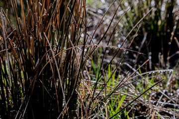 The first spring plants, nature after rain.